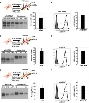 Tumor epitope spreading by a novel multivalent therapeutic cellular vaccine targeting cancer antigens to invariant NKT-triggered dendritic cells in situ